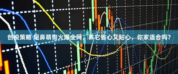 创投策略 短鼻萌狗火爆全网，养它省心又贴心，你家适合吗？